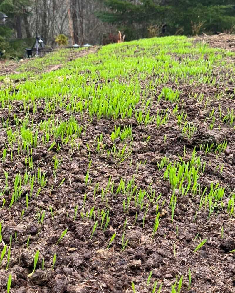 Green Manure Cover Crops