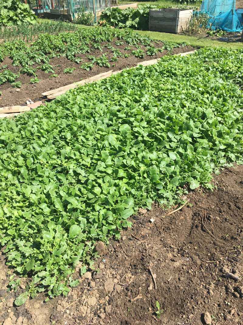 Green Manure Crops