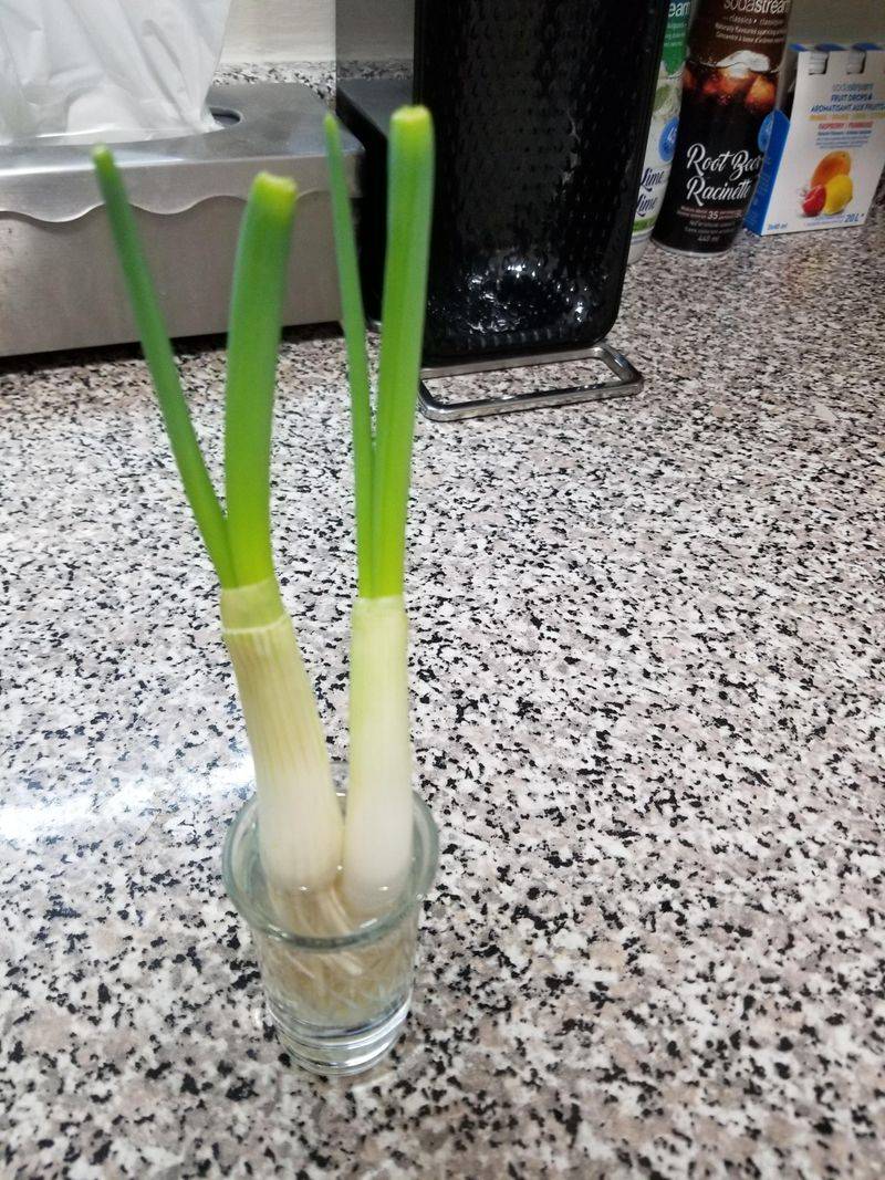 Green Onions