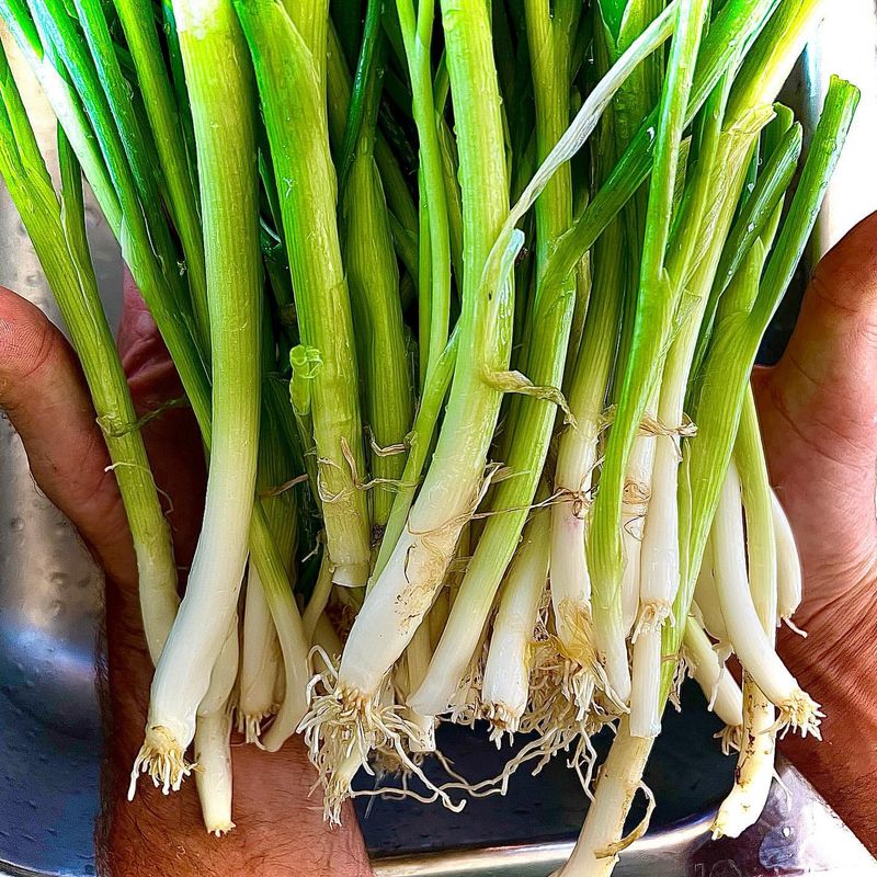 Green Onions