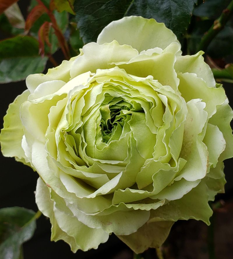 Green Rose