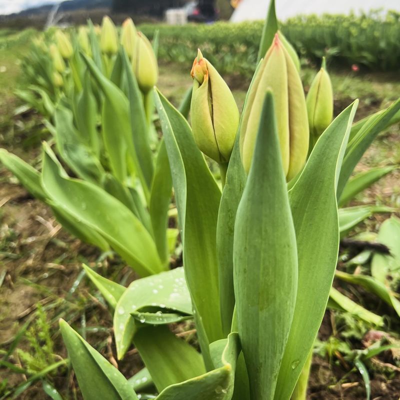 Green Tulip