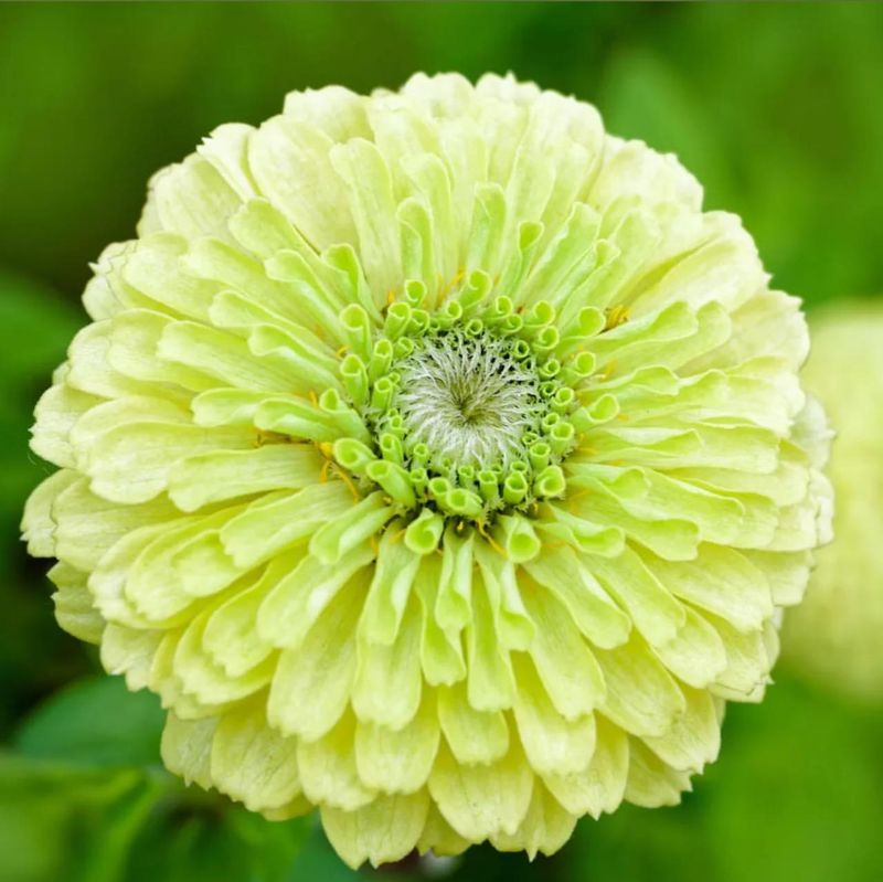 Green Zinnia