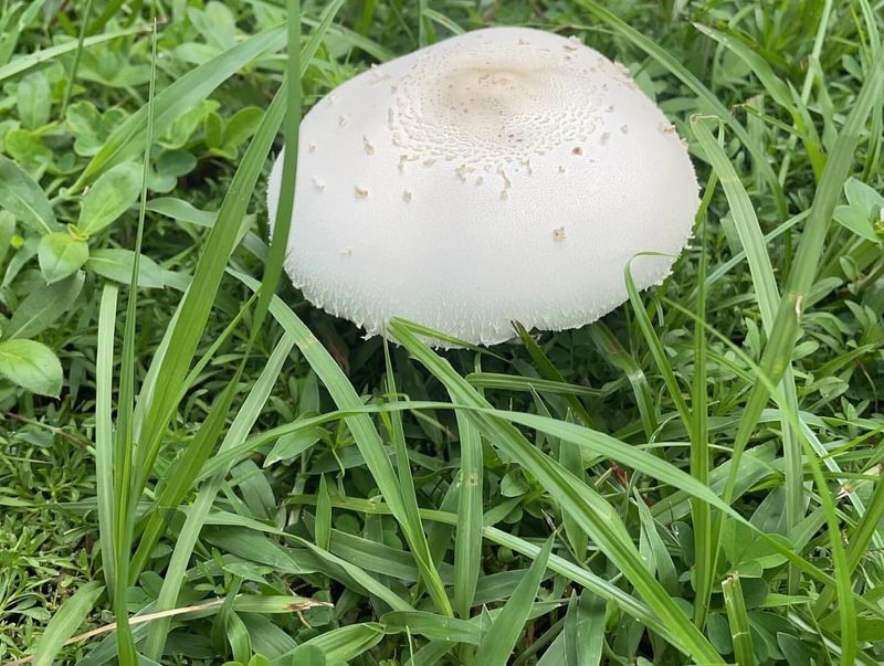 Green-spored Parasol