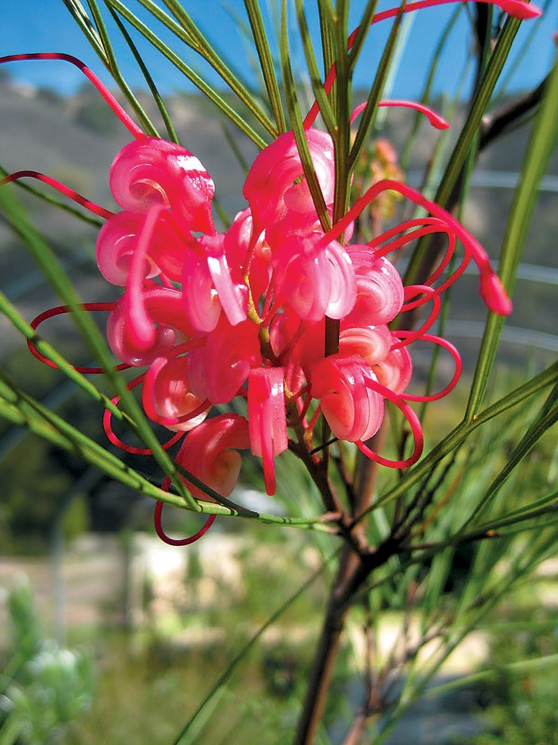 Grevillea