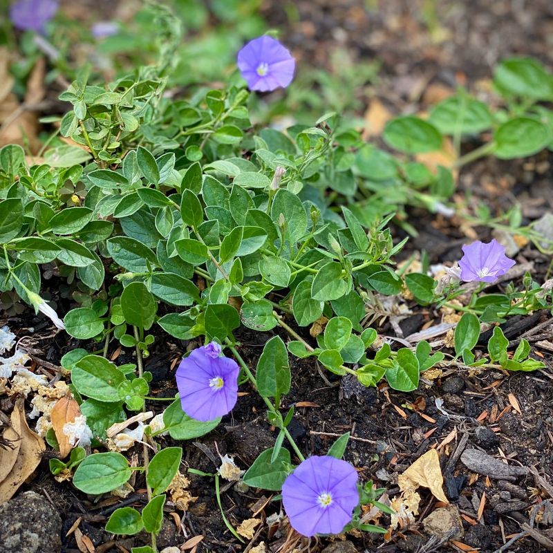 Ground Cover Glory