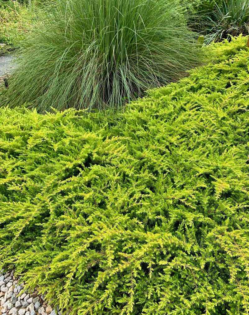 Ground Cover Junipers