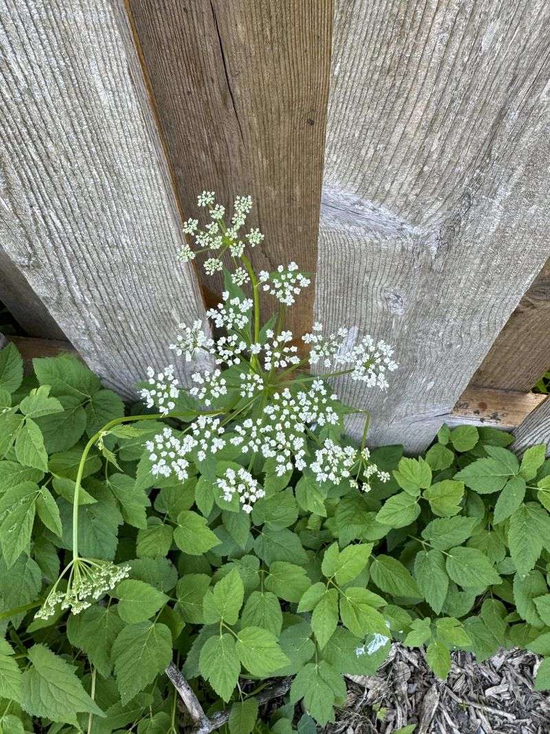 Ground Elder