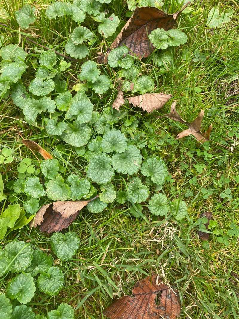 Ground Ivy