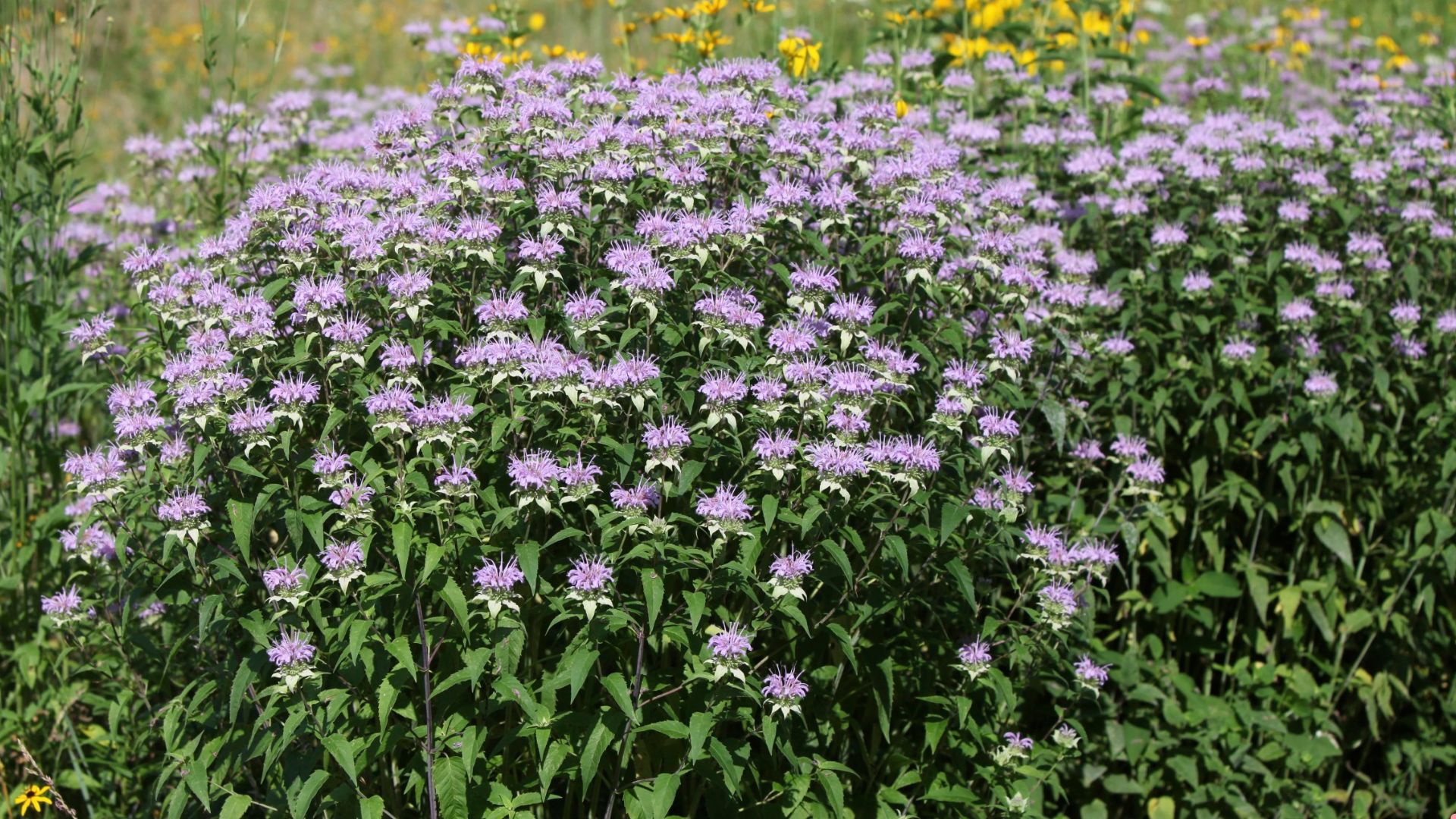 wild bergamot plant