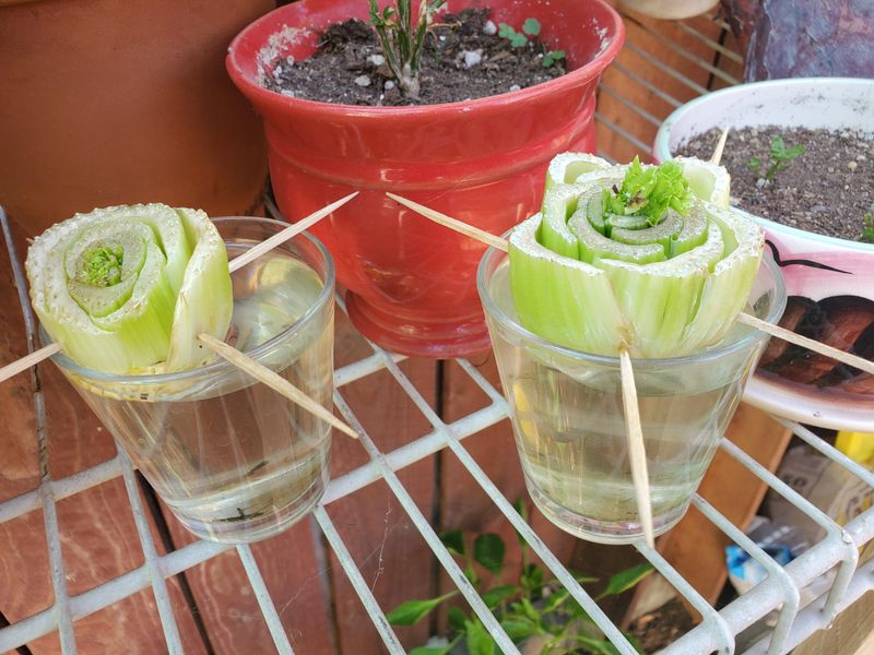 Grow Vegetables from Scraps