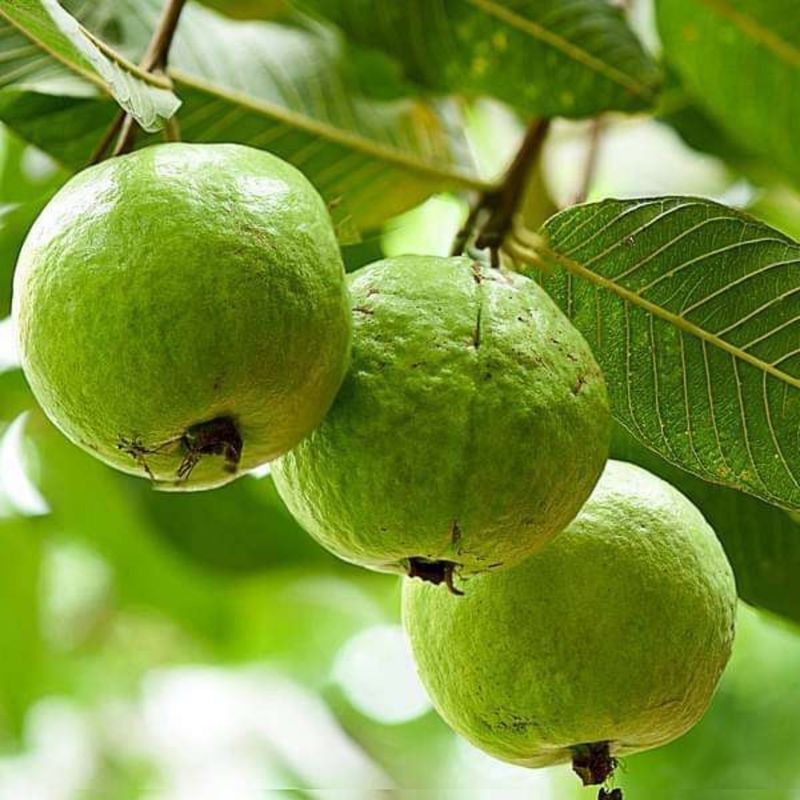 Guavas