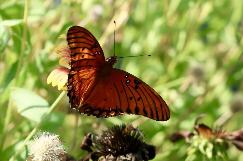 Gulf Fritillary Butterfly