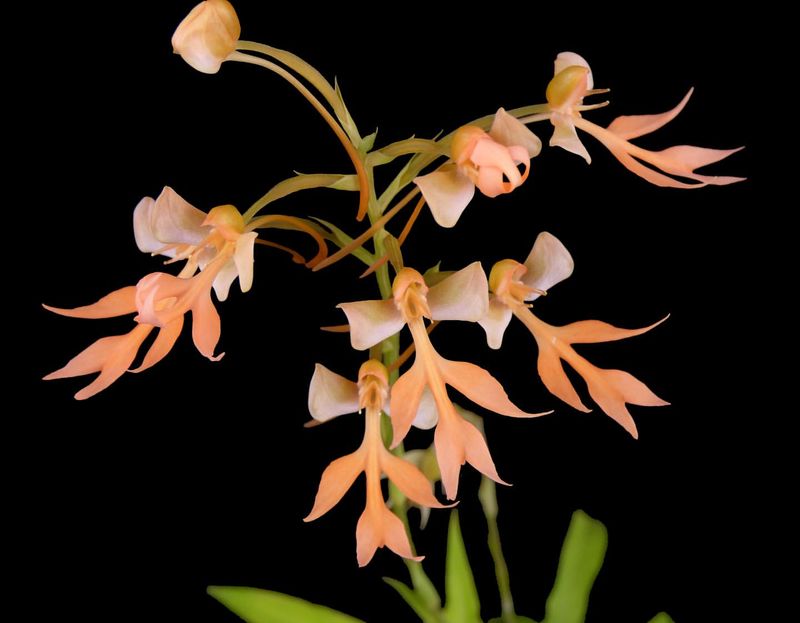 Habenaria