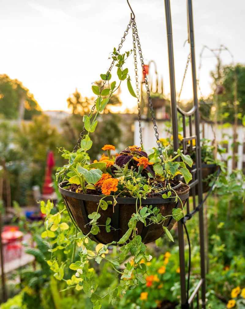 Hanging Basket Delight