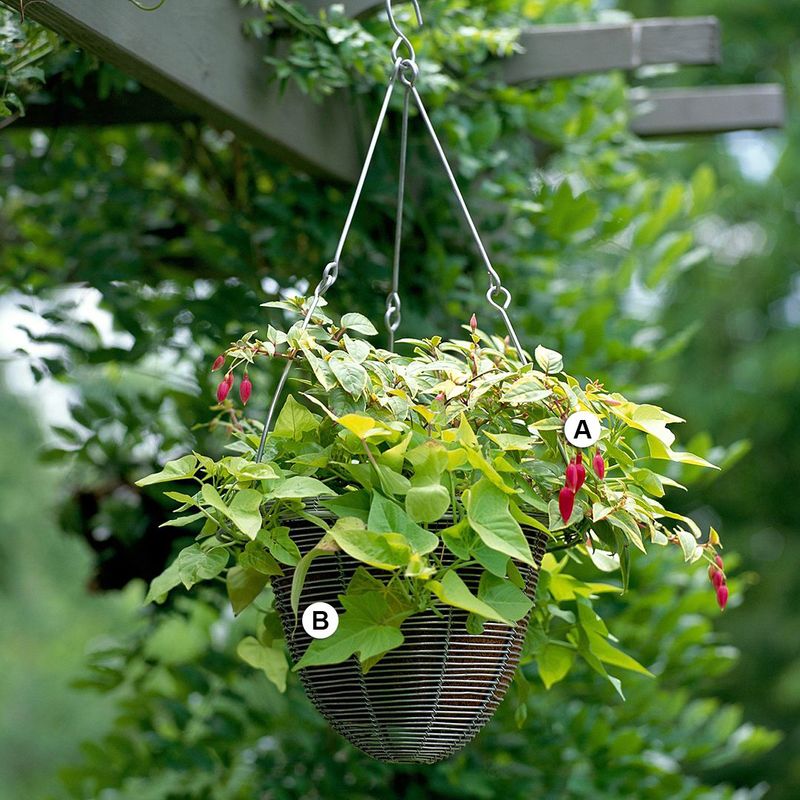 Hanging Baskets