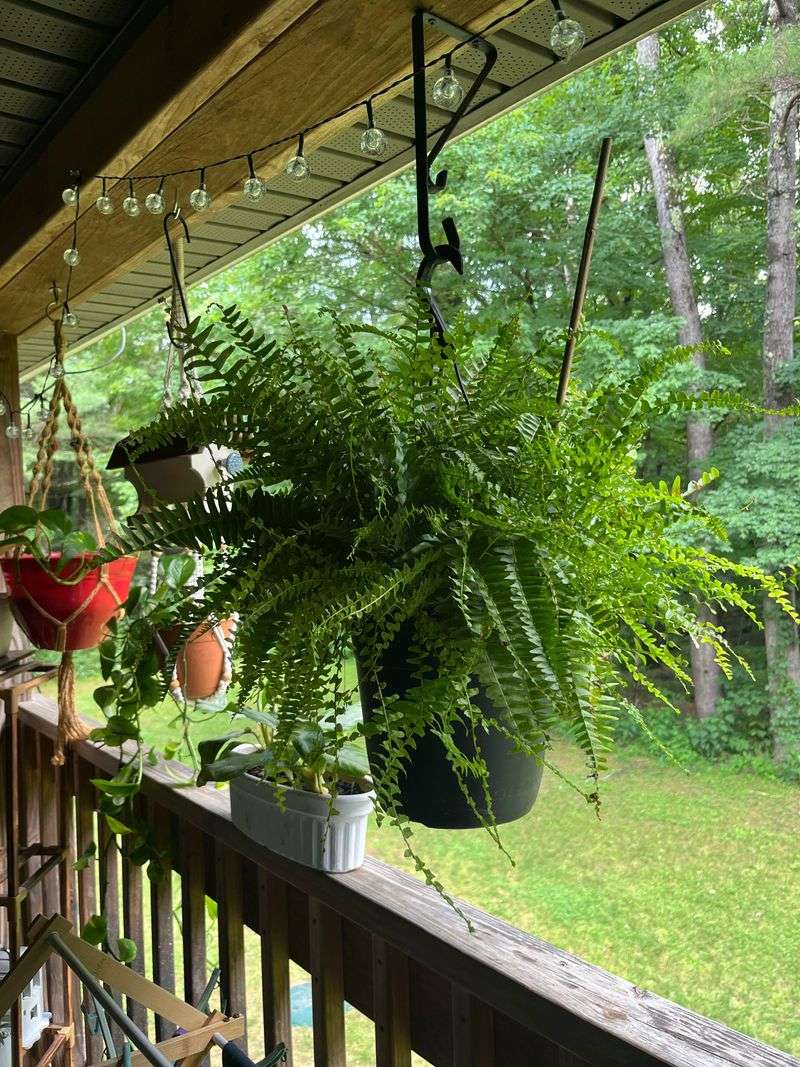 Hanging Fern Baskets