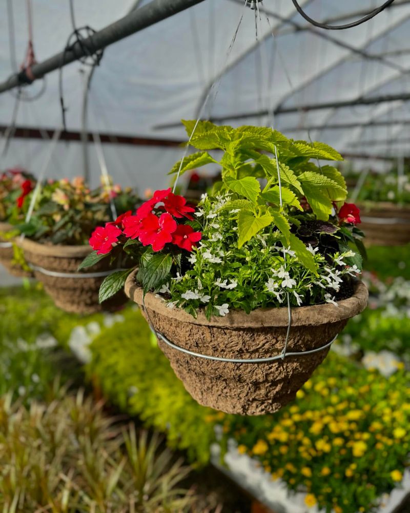 Hanging Flower Baskets