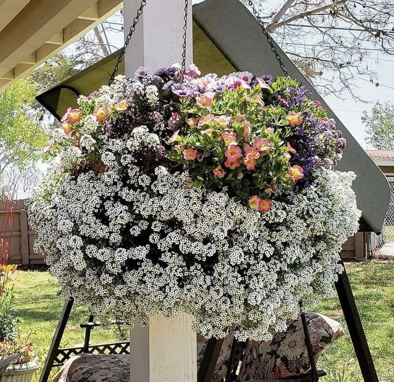 Hanging Flower Baskets