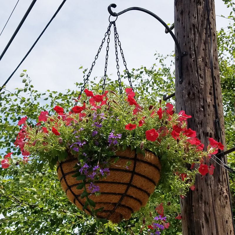 Hanging Planters