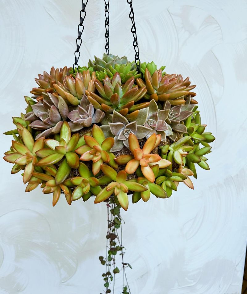 Hanging Succulent Balls