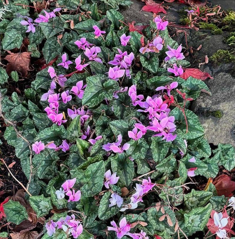 Hardy Cyclamen