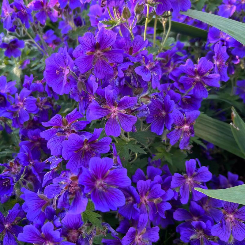 Hardy Geranium