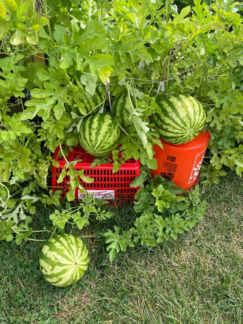 Harvest at Peak