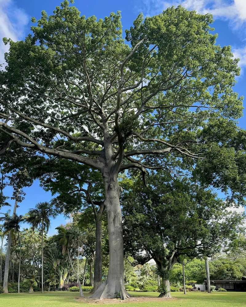 Hawaii's Candlenut Tree