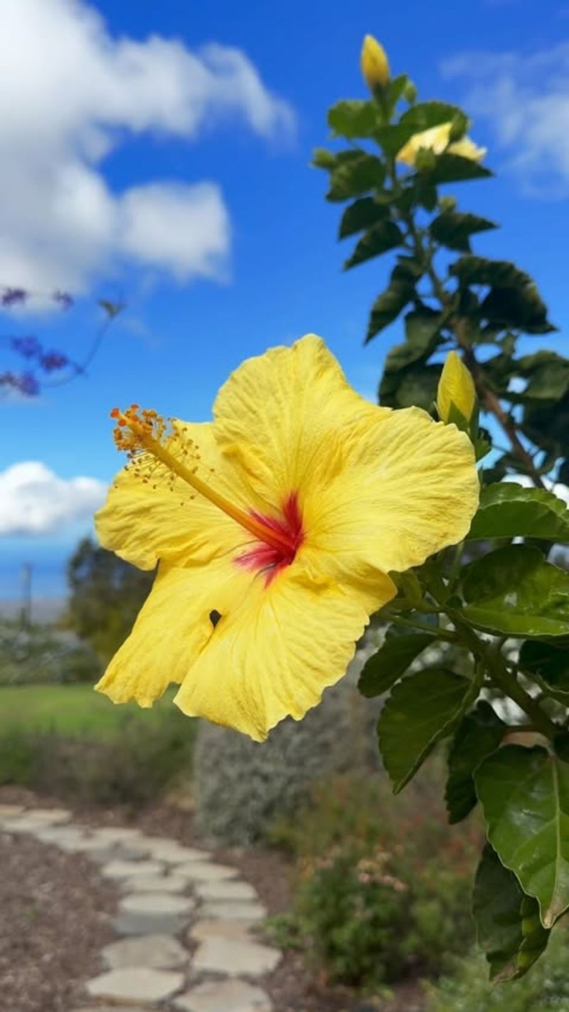 Hawaii: Hawaiian Hibiscus