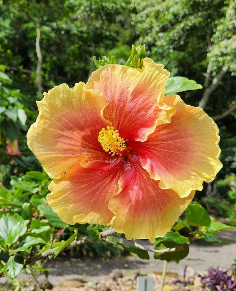 Hawaii: Hibiscus