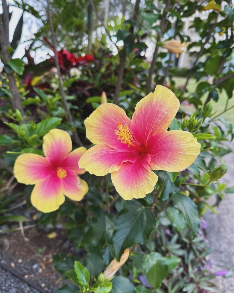 Hawaii - Hibiscus