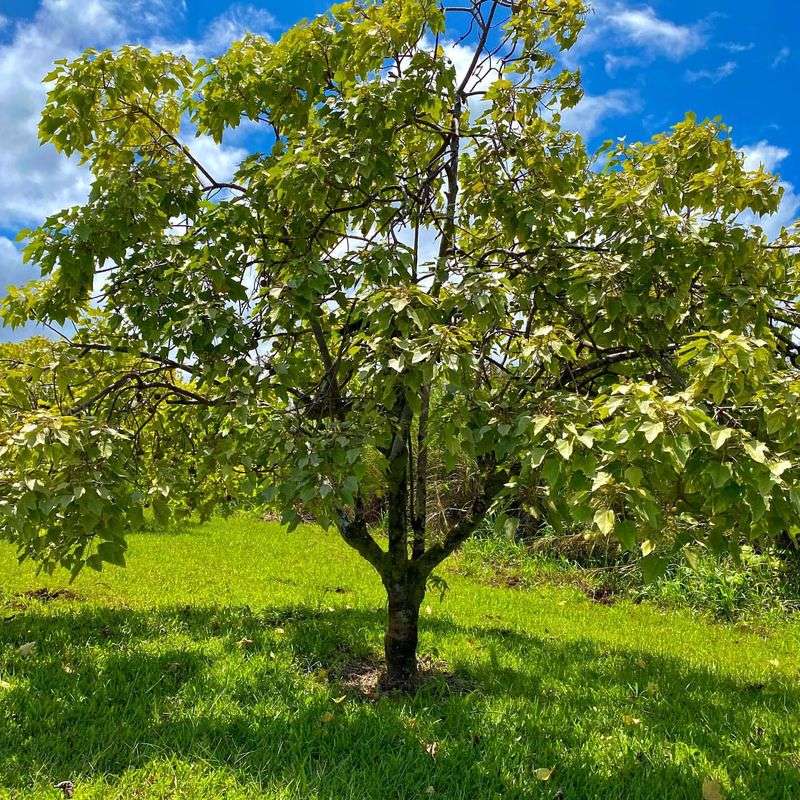 Hawaii: Kukui Tree