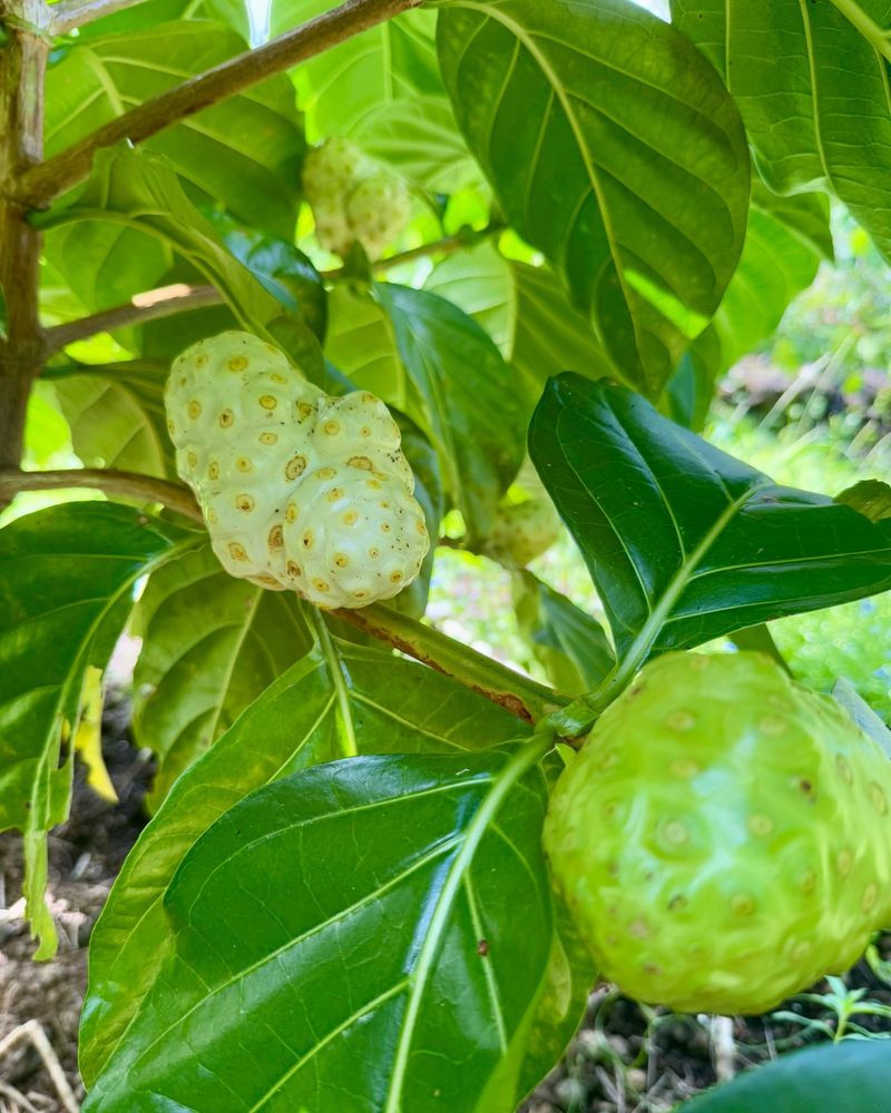 Hawaii: Noni