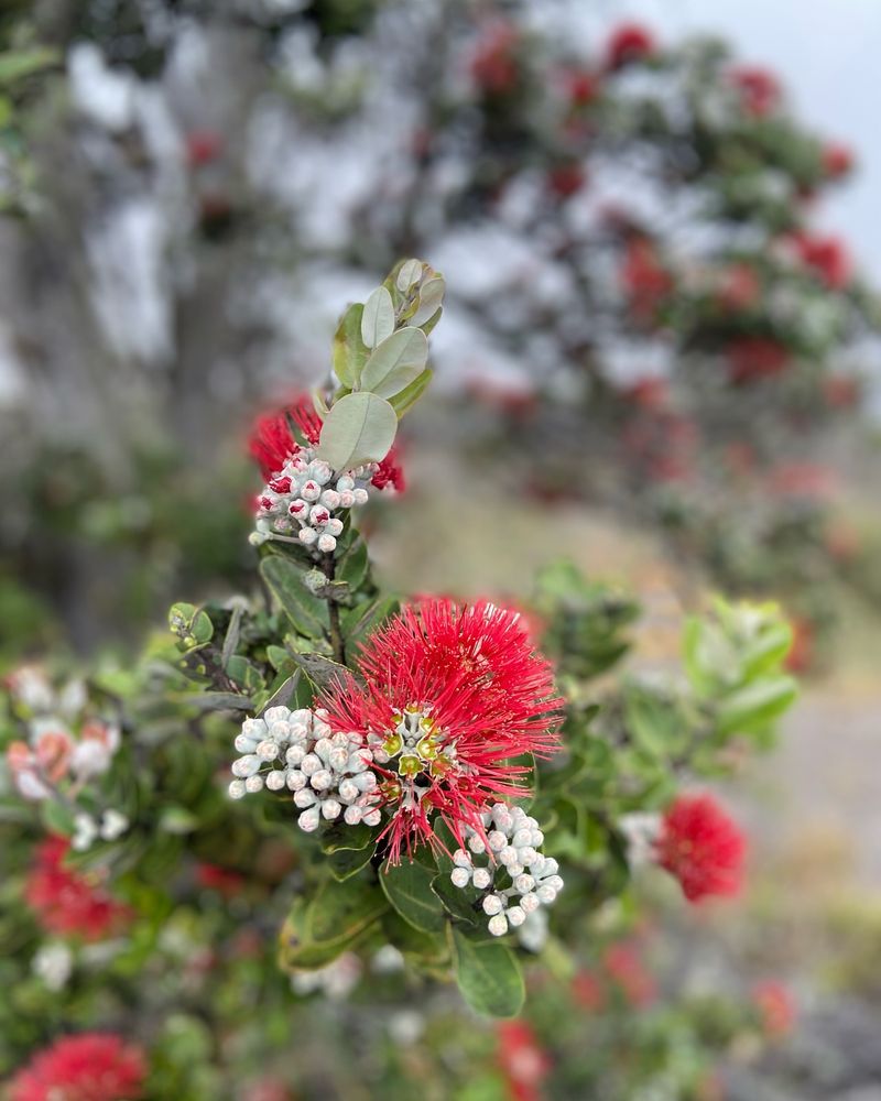 Hawaii - Ohia Lehua