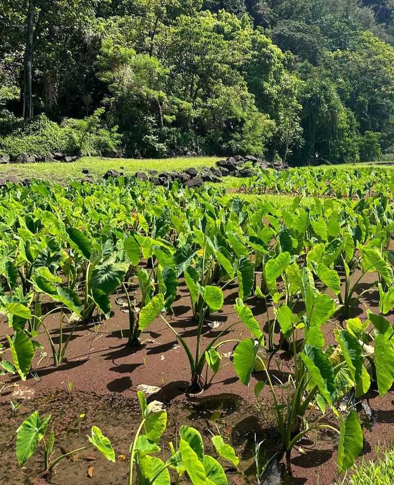 Hawaii: Taro