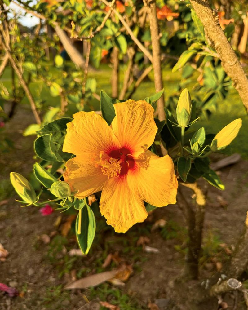 Hawaii - Yellow Hibiscus