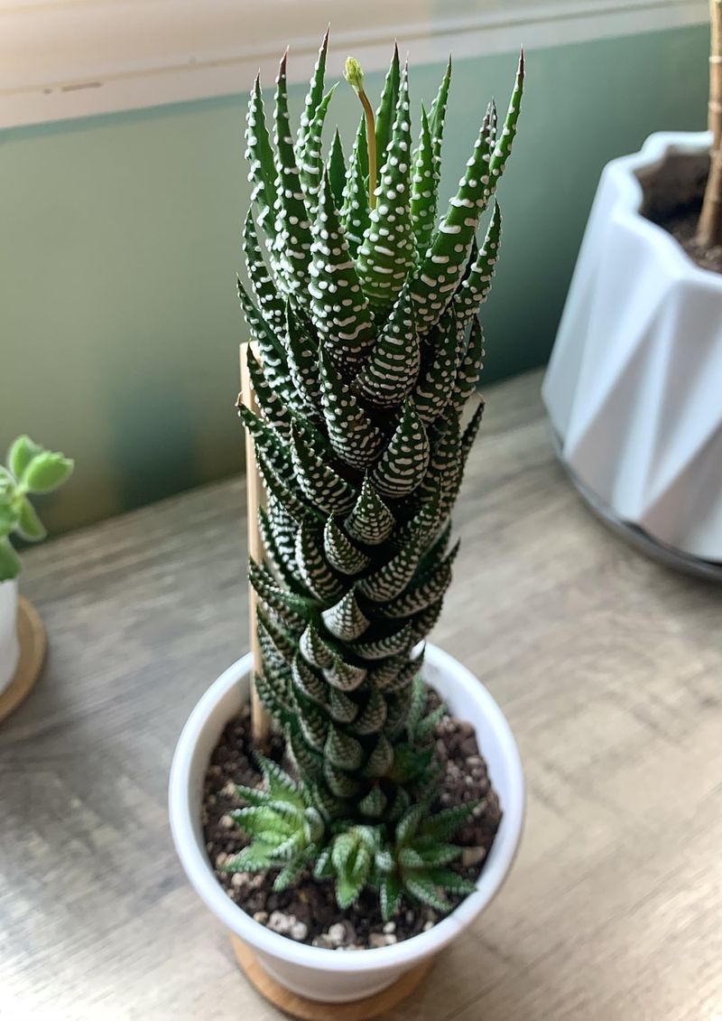 Haworthia