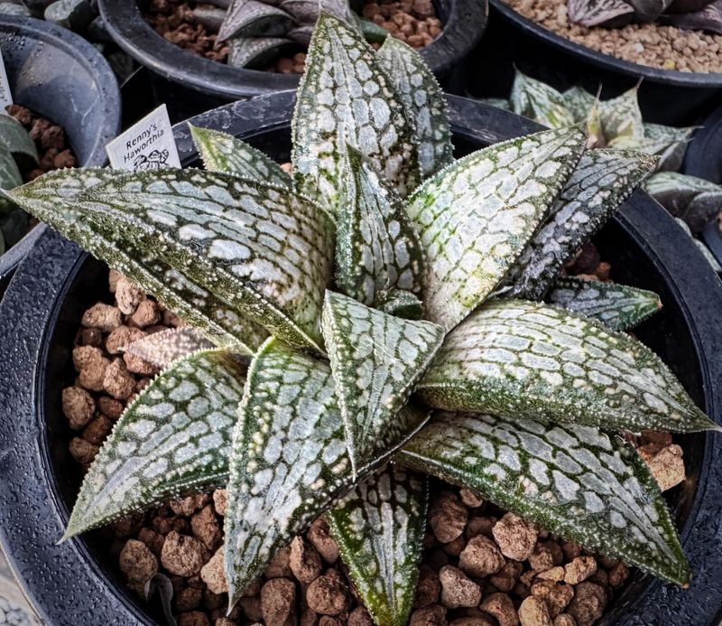 Haworthia