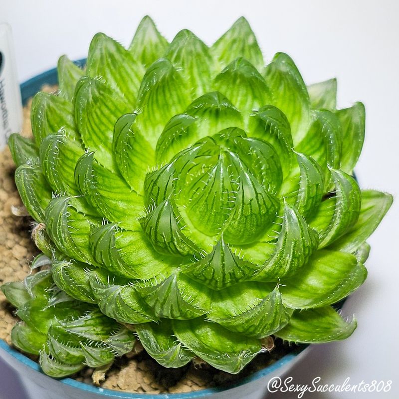 Haworthia cooperi