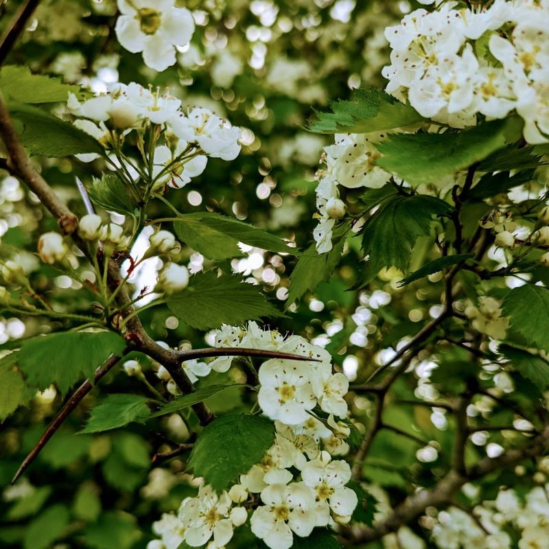 Hawthorn