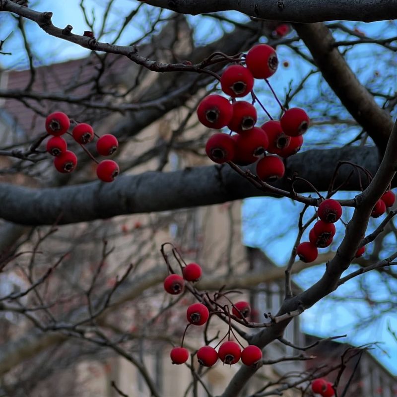 Hawthorn