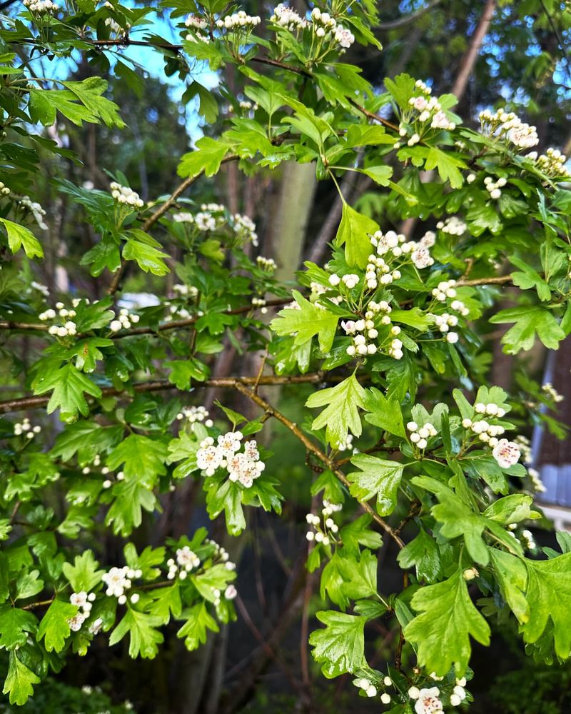 Hawthorn