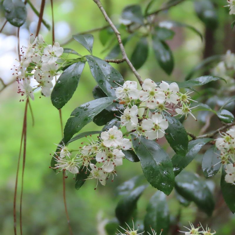 Hawthorn