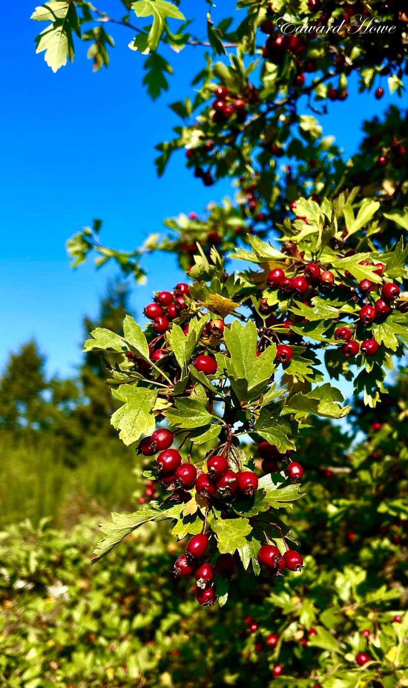 Hawthorn