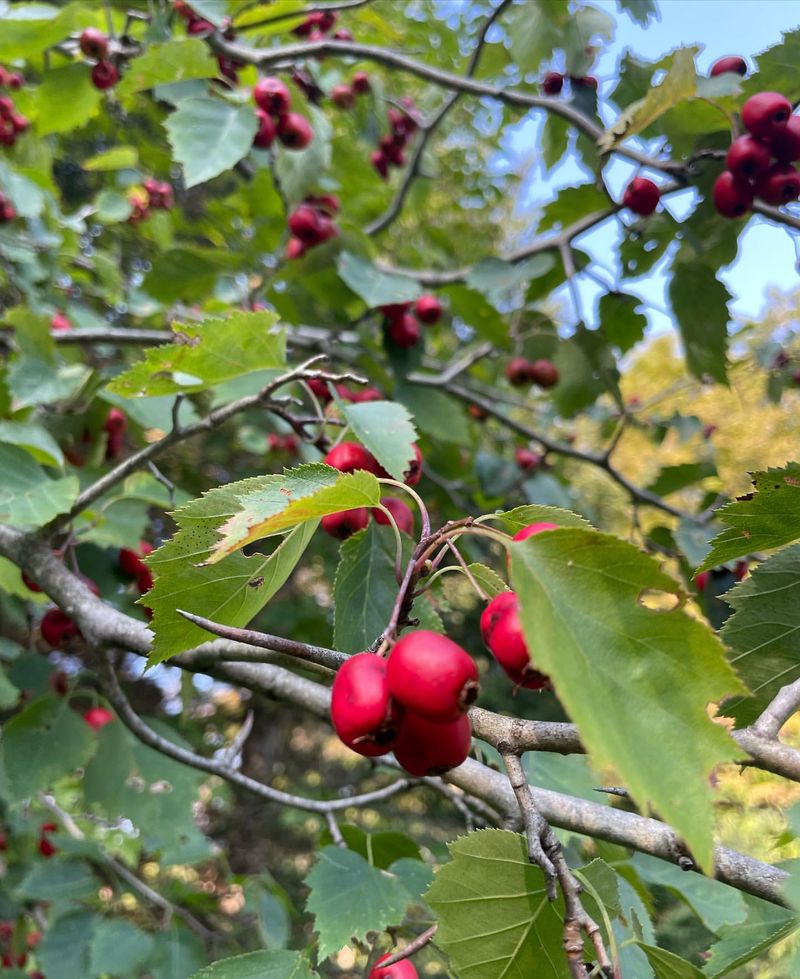 Hawthorn