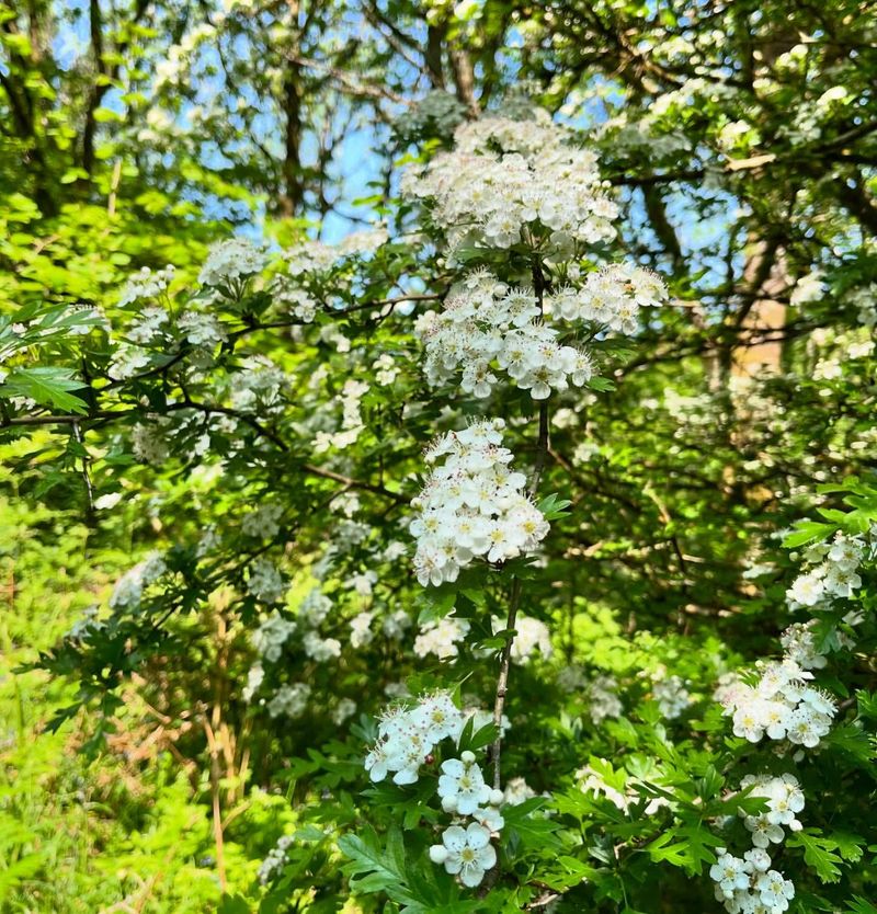 Hawthorn - Missouri