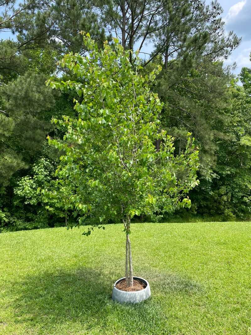 Hawthorn Tree