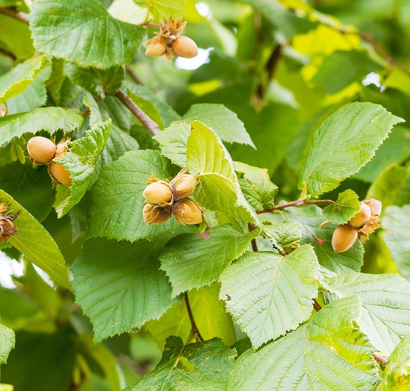 Hazelnut Tree