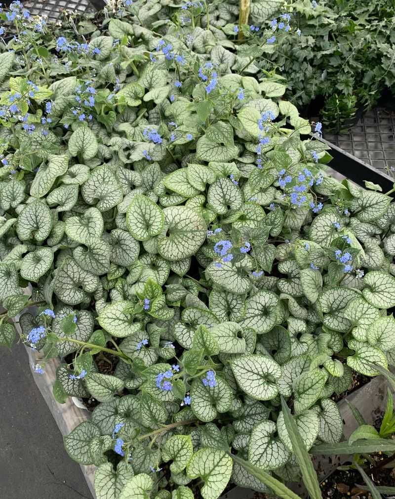 Heartleaf Brunnera